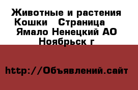 Животные и растения Кошки - Страница 2 . Ямало-Ненецкий АО,Ноябрьск г.